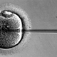 An egg is injected with sperm during ICSI (Image: Public domain)
